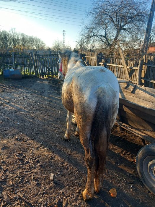 Cal de vânzare   foarte bun