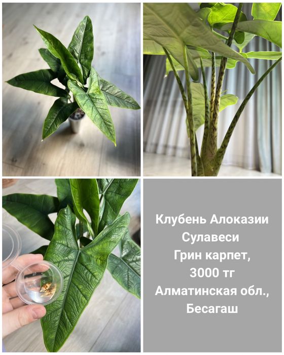 Детки и клубни алоказий