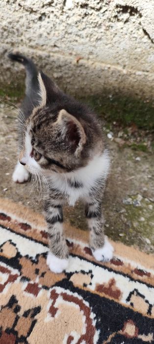 ПОДАРЯВАТ СЕ! 4 Мъжки 2 Женски котенца