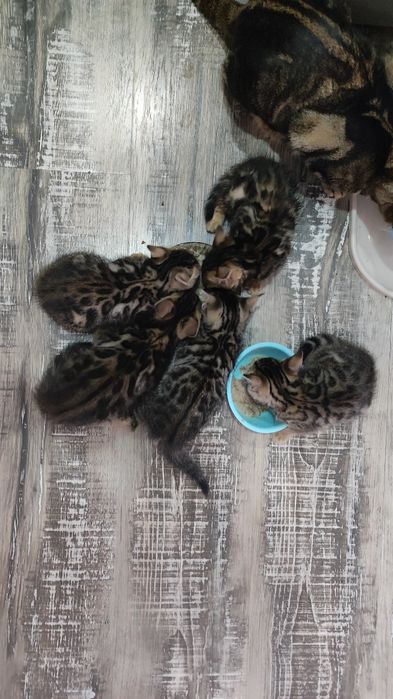 Бенгальские котята