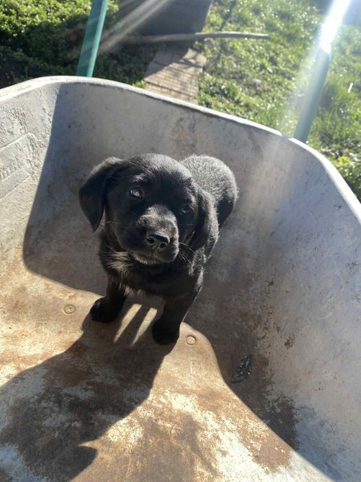 Кученца Кокерчета