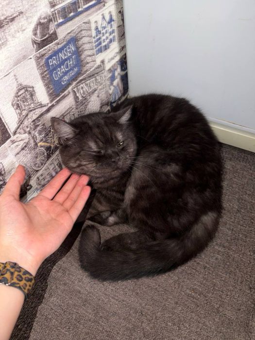 котик отдам в добрые руки