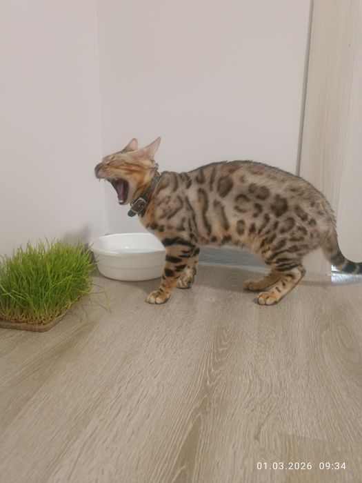 Вязка не продажа.