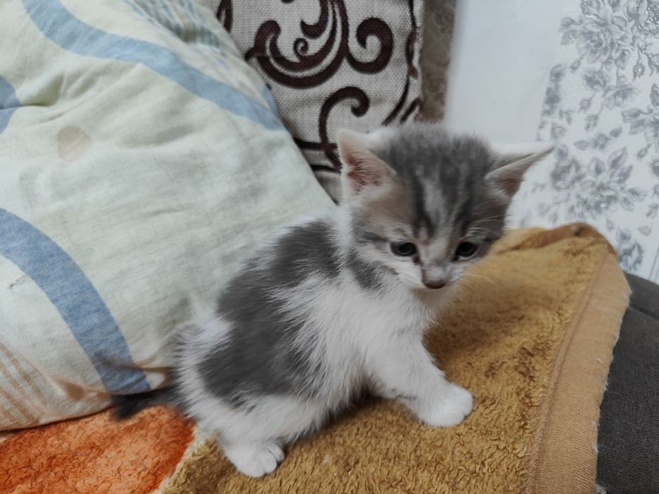 Отдать котят в добрые руки