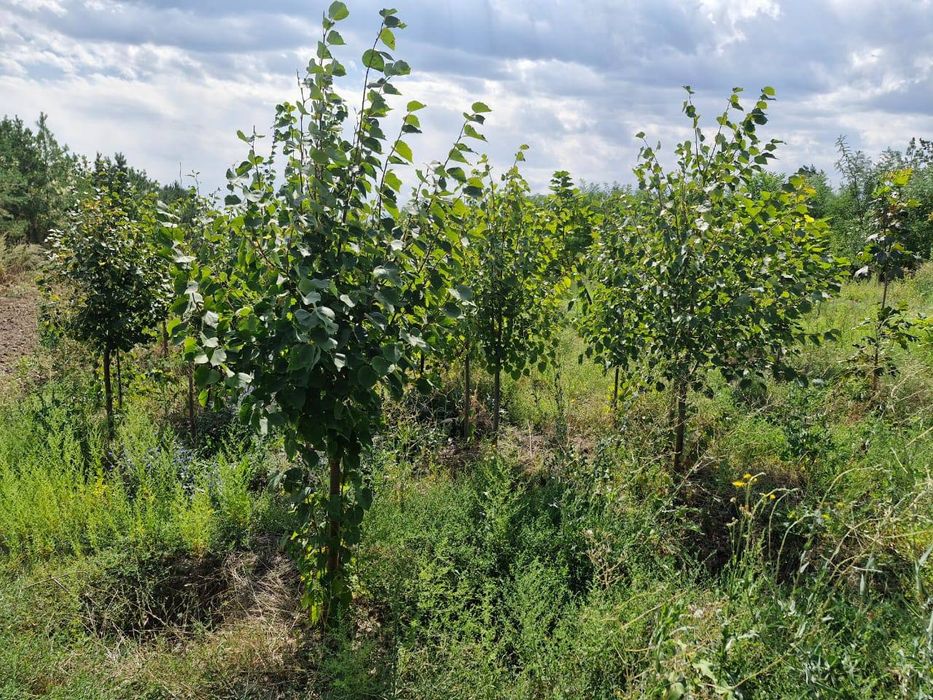Клен сосна Ель тополь вязь берёза липа