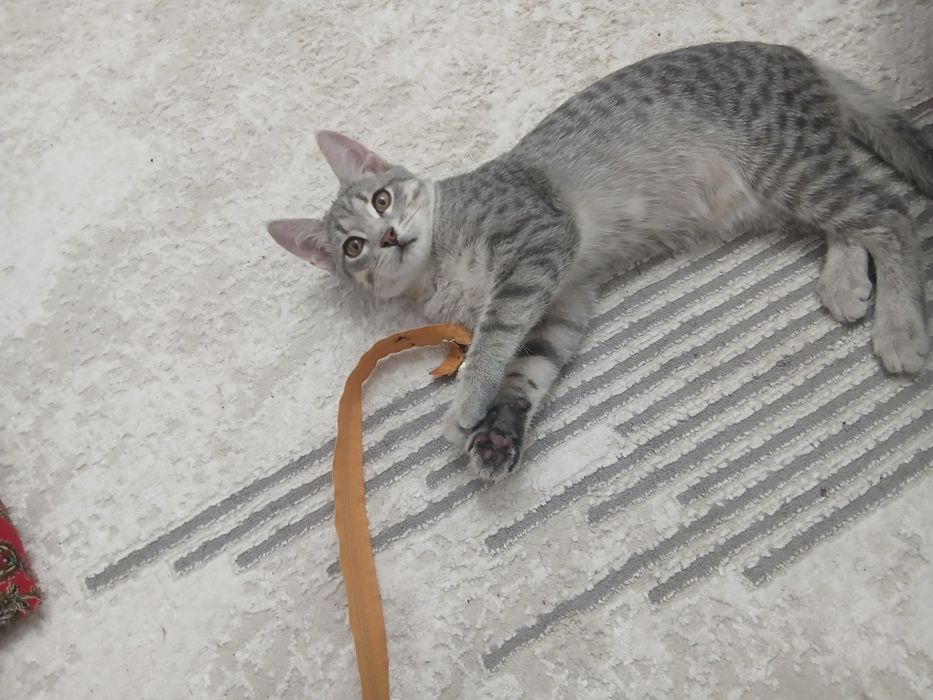 Котятки в любящие руки