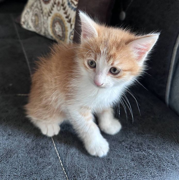 Котята в добрые руки!