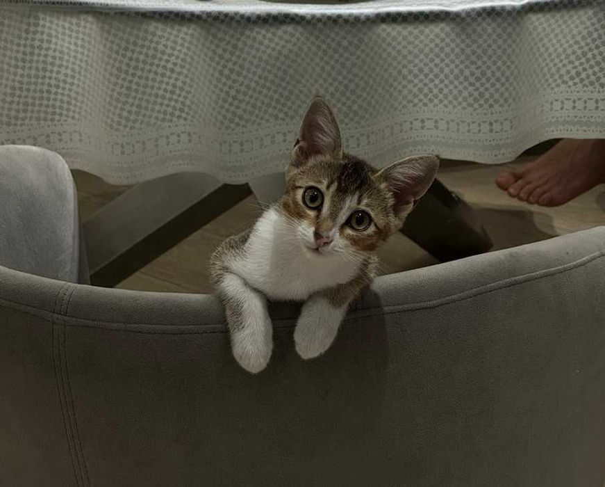 отдам котенка в хорошие руки
