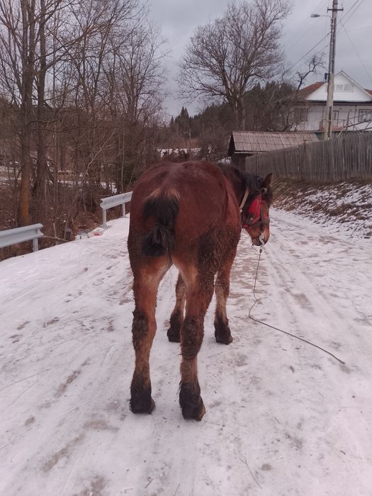 Vând mânz de 2 ani