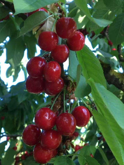 Cirese de iunie din copac  bio naturara