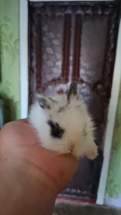 Продам кролика декоративные есть доставка