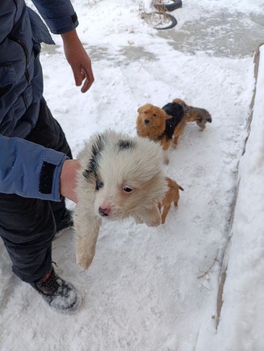 Срочно отдадим щенят