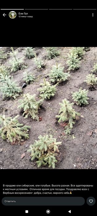 Продам ели сибирские  ели голубые