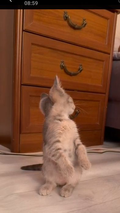 Отдам в добрые руки  котенка