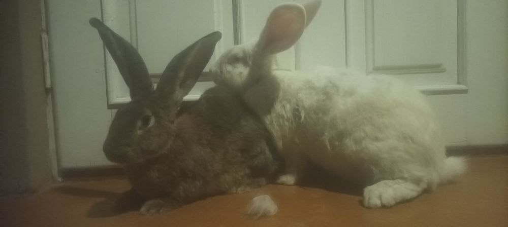 Куйон сотилади семиз 40 мин кг тарозига