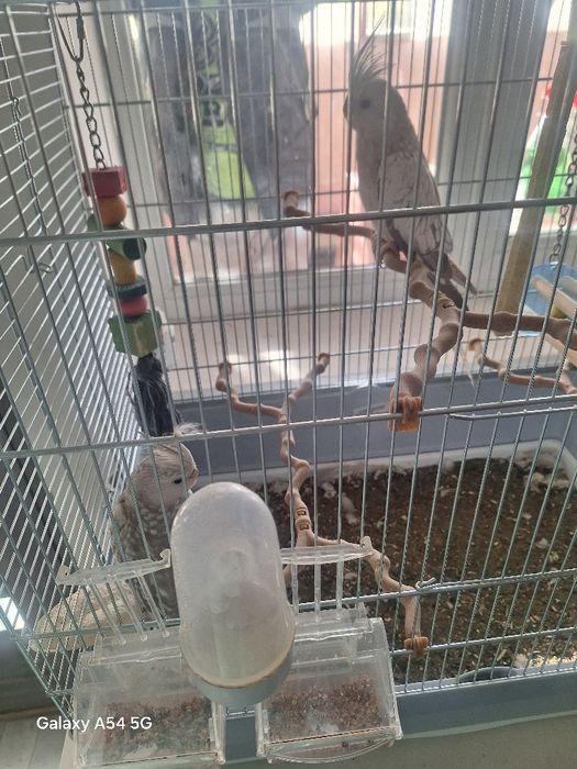 Papagal de vânzarea urgent!