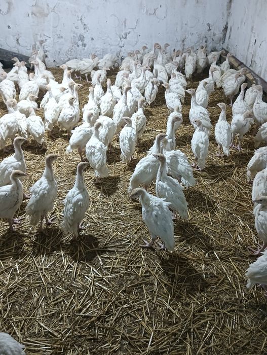 Pui de curca , rase de carne