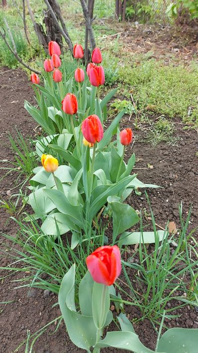 Тюльпаны красные, желтые, белые