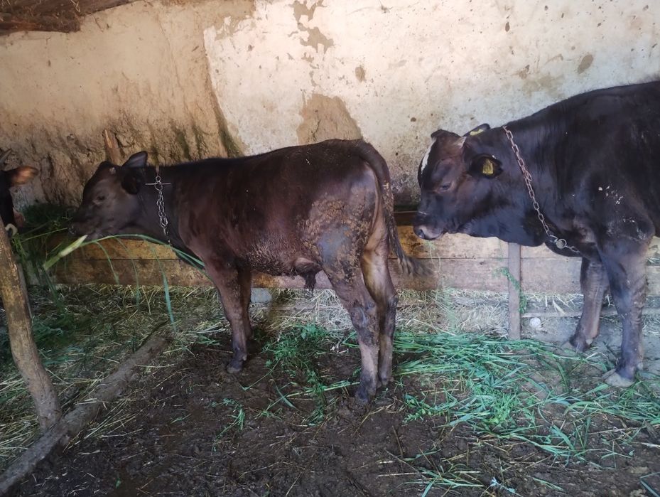 3 taurasi și o vițică la grămadă 185 mil