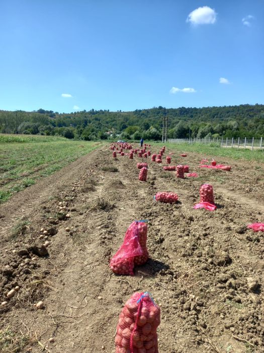 Vând cartofi bellarosa