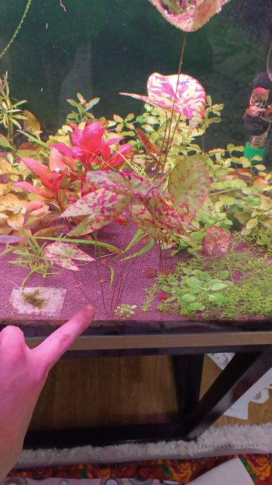 Аквариум травник