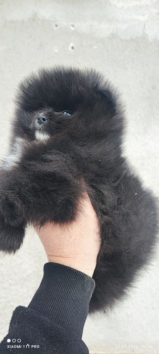 Померан,померанче