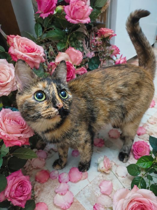 Кошечка стерильная 10месяцев