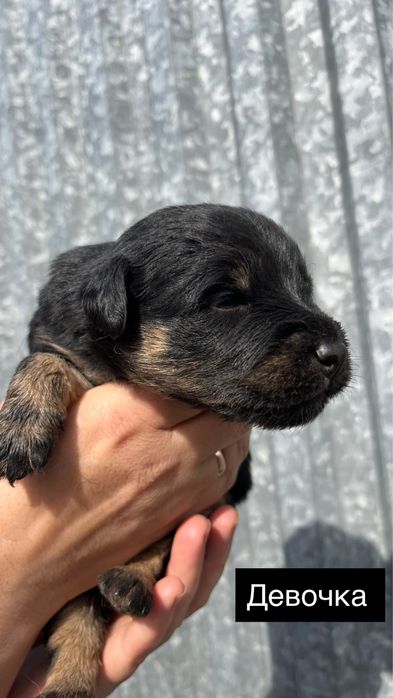 Продам щенков ягдтерьер