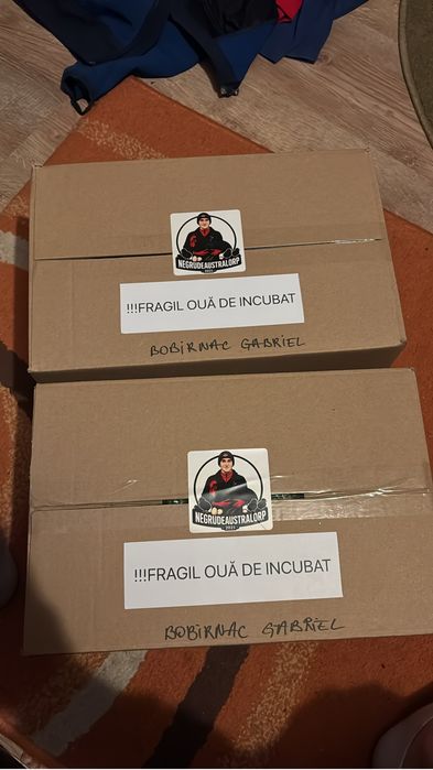 Ouă de incubat Australorp Negru
