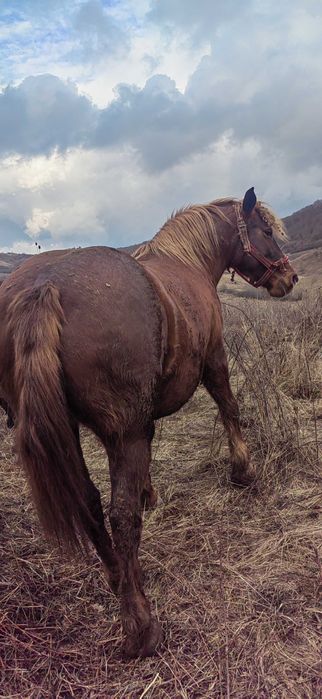 Vând Iapa de  6 ani