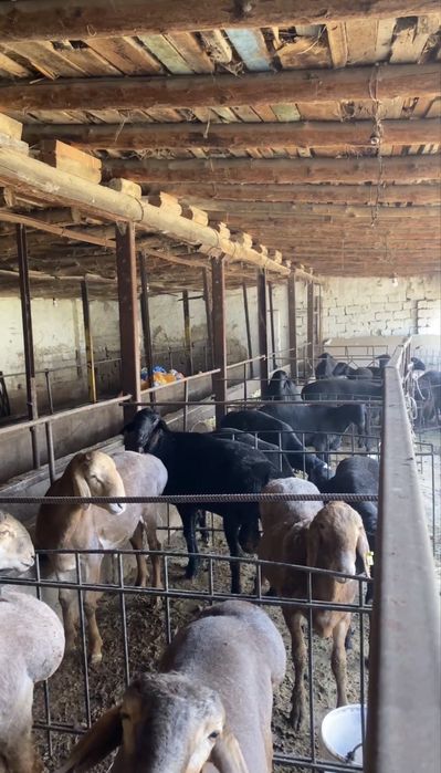 Aqiqa va qurbonlik uchun 25–50 kg qo‘ylar mavjud!