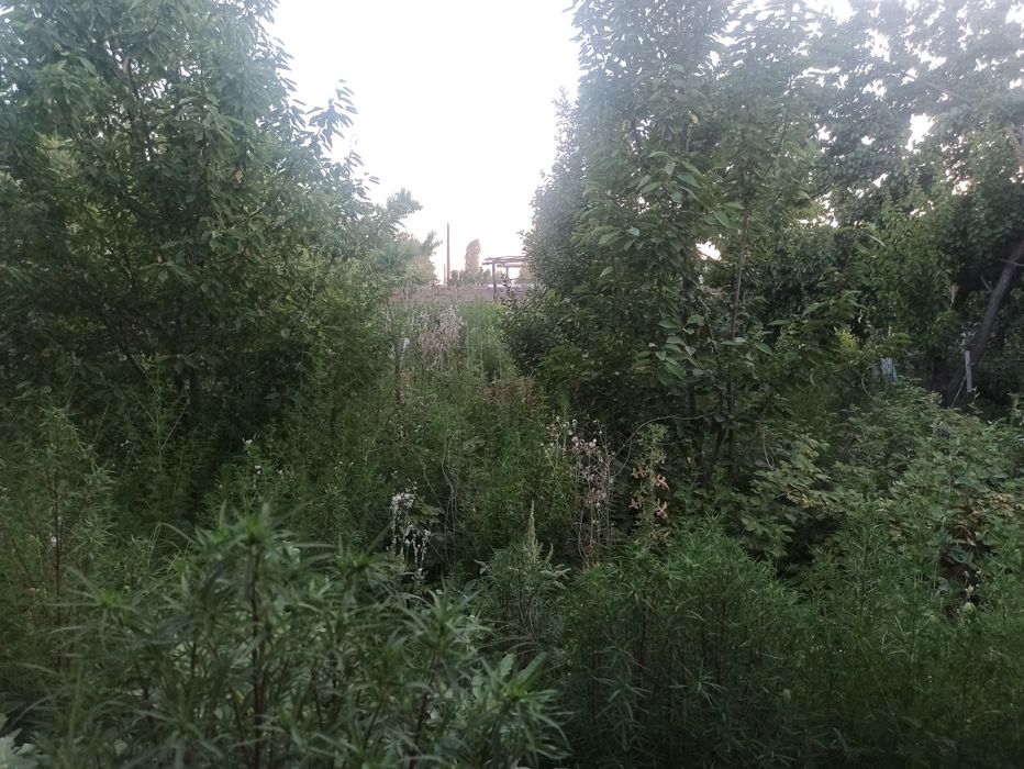 Uy 5 xona 2 ta korpus umumiy 10 xona 10 sotik tomorqa maydon