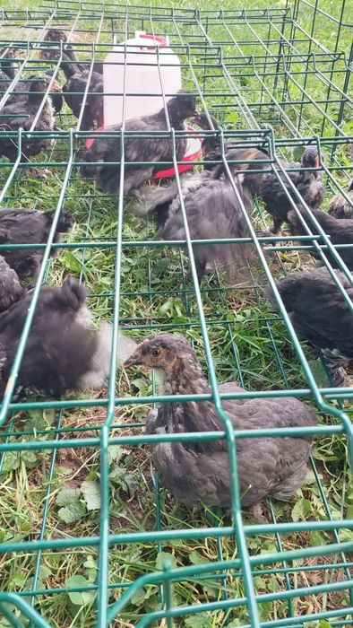 Vând pui australorp 1 lună pe negru și pe  albastru