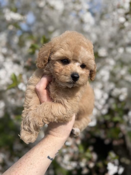 Fetita Maltipoo Toy