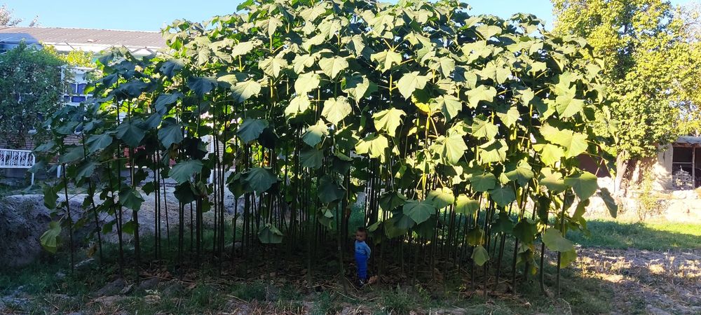 Pavloniya koʻchatlari sotiladi