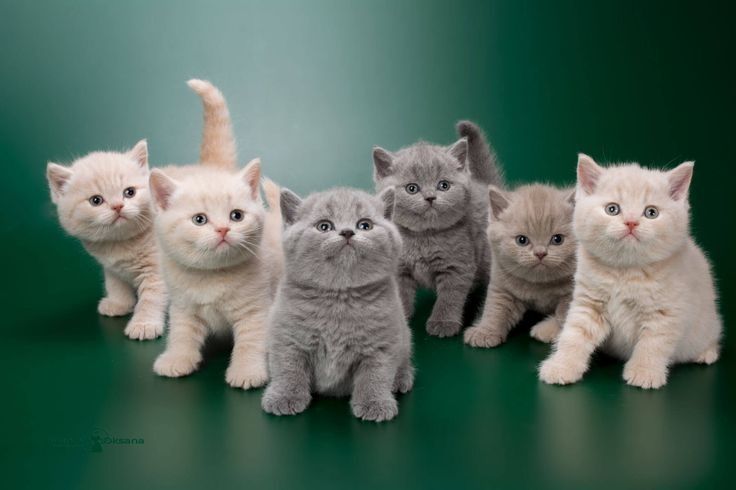 Продаются шотландских котята