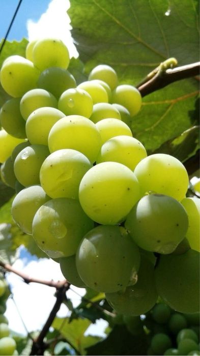 Butași Viță De Vie Soiuri De Vin