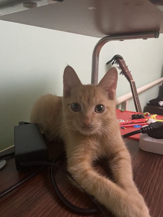 Кот рыжик, 6 месяцев