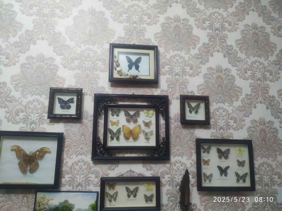 Коллекция бабочек в рамках