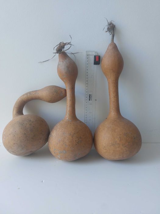 Dovleci ornamentali și tigve (tiugă)