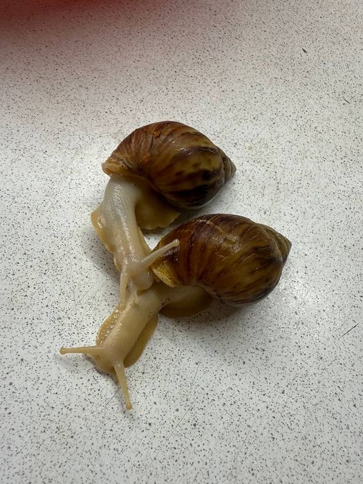 Ulitkalar sotivda boor