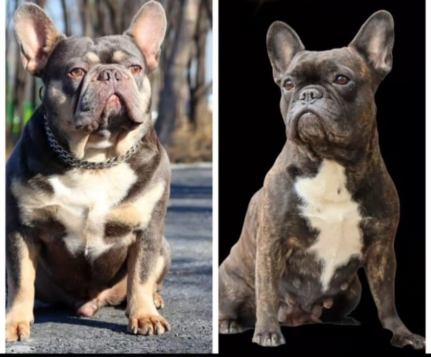 Ранее бранирование