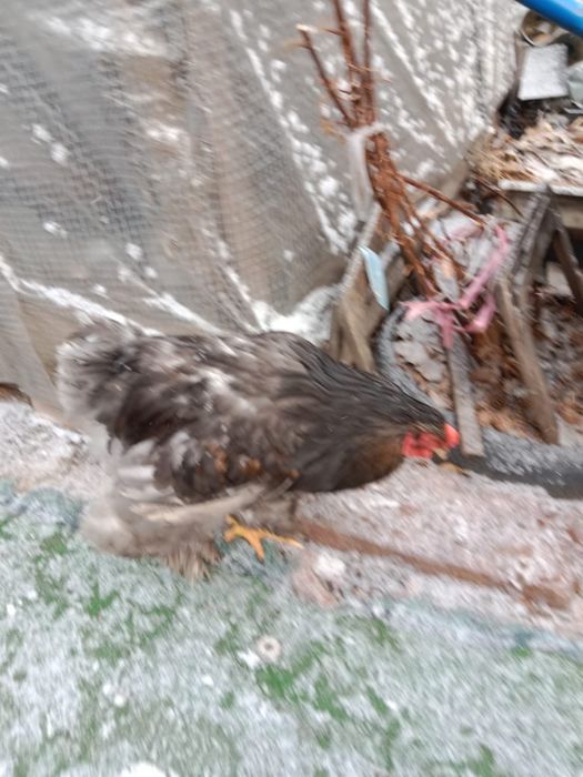 Продам петухов брам молодые