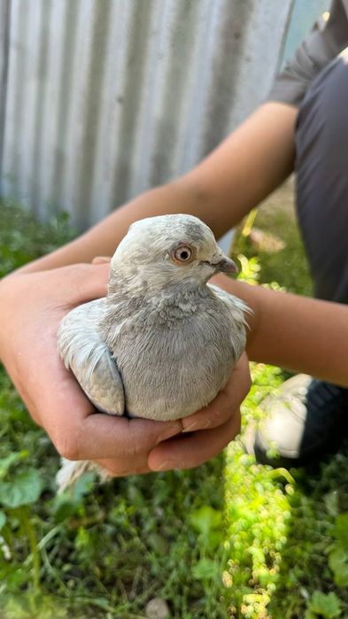 Продам голубей срочно 8 шт