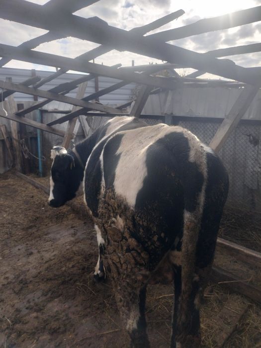 Продам быков с откорма