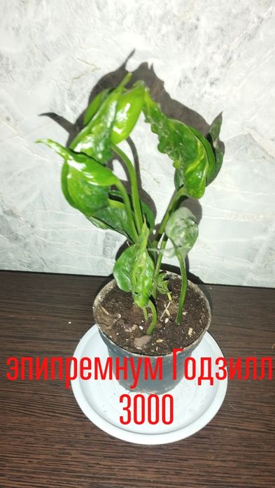 Цветы  комнатные