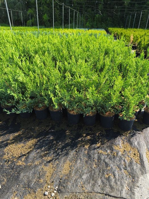 Лейланди кипарис 30 см до 40 см