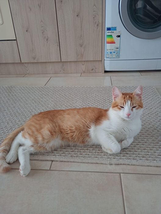 Motanel adoptie Felix