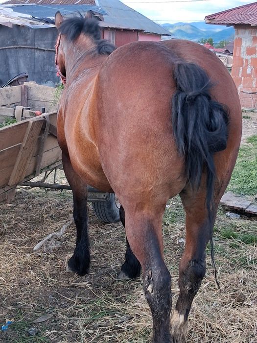 Maramureș Coltău