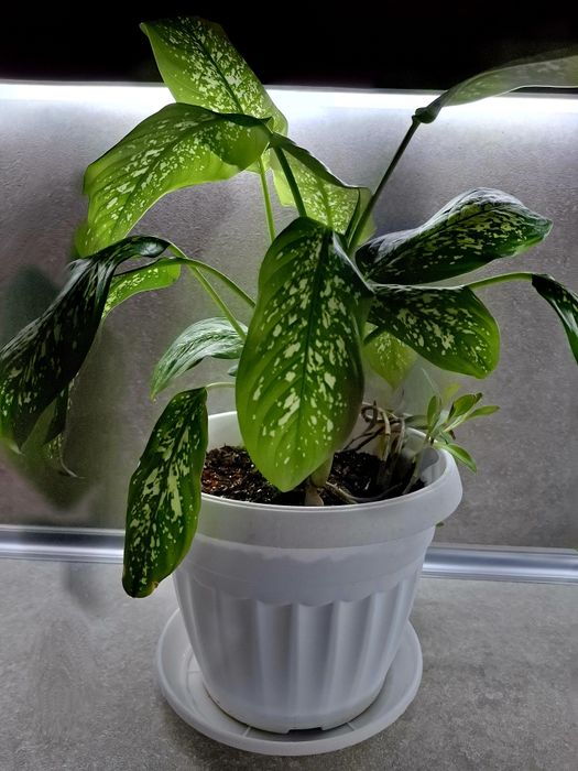 Стайно цвете Дифенбахия (Dieffenbachia)